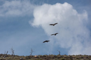 condors