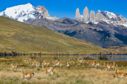 guanacos, Laguna Amarga