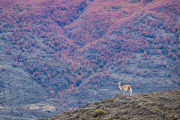 guanaco