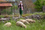 tending sheep near Kaya Koyu